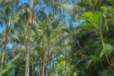 Palmiye ağaçları, orman manzarası,