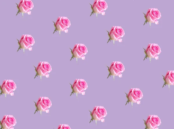 Floral Pattern Blooming Pink Roses Pastel Purple Background — Stock Photo, Image