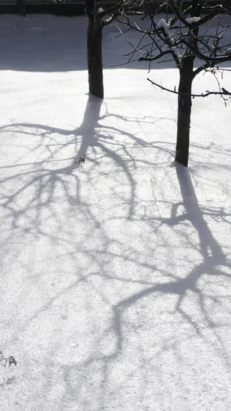 tree shadows on the snow in a sunny winter day