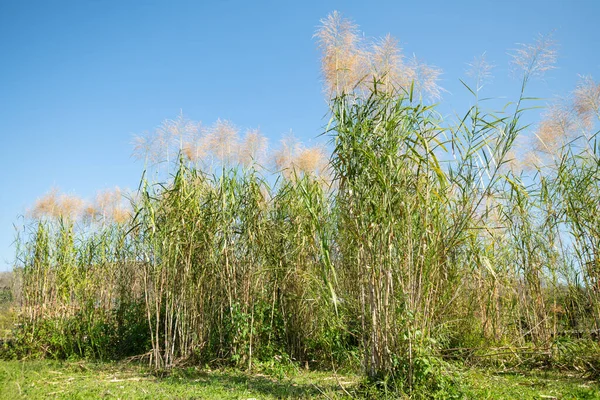 Tall Grass Bush Plants Field Blue Sky Summer Meadow Landscape — Stock Photo, Image