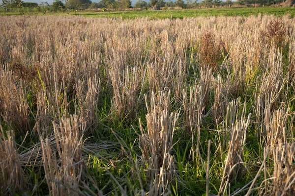 Рисовые Соломинки После Сбора Урожая Сухой Сезон Таиланде — стоковое фото
