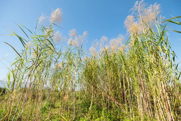 Tall Grass Bush Plants Field Blue Sky Summer Meadow Landscape — Stock Photo, Image