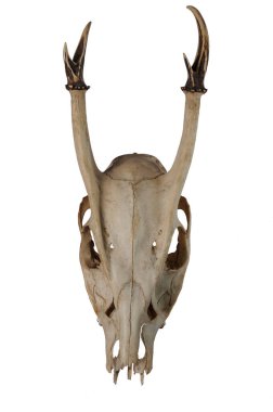 Geyik kafatası beyaz arka planda izole, üst görünüm, yakın plan -