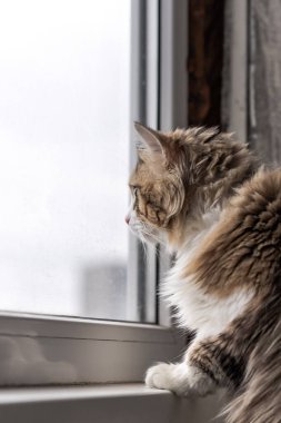 Güzel, uzun saçlı, beyaz göğüslü, büyük yeşil gözlü ve pembe burunlu bir kedi. Kameraya bak. Poz veriyor. metin için yer