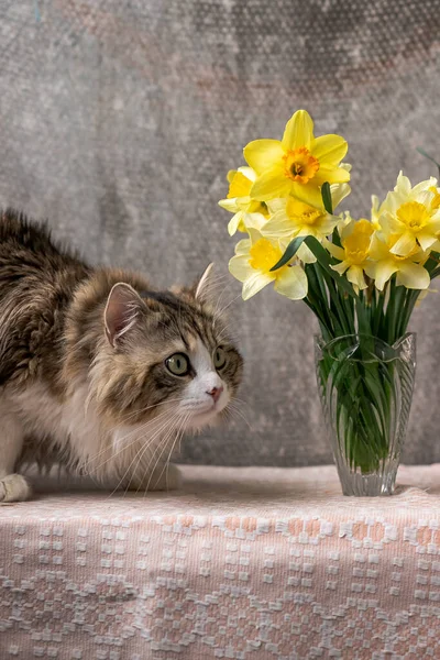 Beautiful long-haired cat with a white chest, big green eyes and a pink nose. looks at a bouquet of yellow daffodils. — ストック写真
