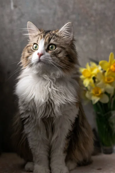하얀 가슴에 녹색 눈에 분홍색 코를 가진 아름다운 긴 머리 고양이입니다. 꽃들의 배경에 앉아 시선을 돌리는 거죠. 클로즈업 — 스톡 사진