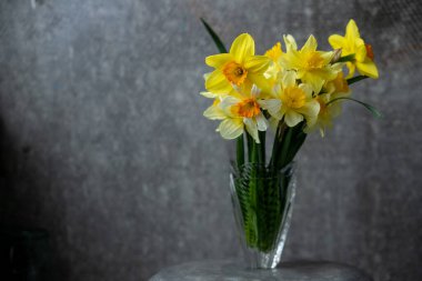 Sarı nergis çiçekli panoramik grunge arka plan. Karanlık bir arka planda nergis çiçekli desen. Kopya alanı ile geniş açı web pankartı modellemesi