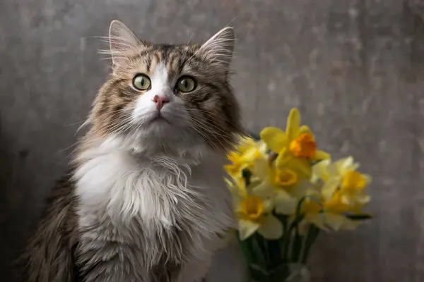 Красивий довгошерстий кіт з білими грудьми, великими зеленими очима і рожевим носом. сидить на тлі квітів і дивиться вбік. крупним планом — стокове фото