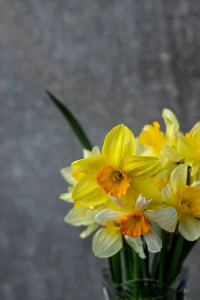 Panorama grunge bakgrund med gula påsklilja blommor. Mönster med en bukett påskliljor blommor på en mörk bakgrund. Brett vinkel web banner mockup med kopieringsutrymme — Stockfoto