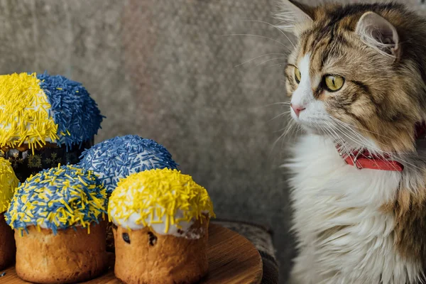 Beautiful Long Haired Cat Easter Cakes Decorated Colors Ukrainian Flag — ストック写真