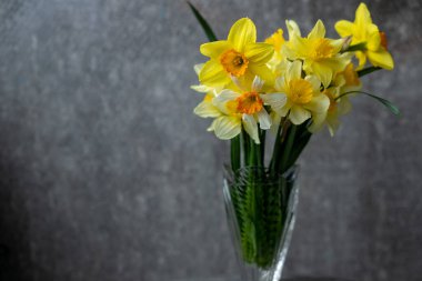 Sarı nergis çiçekli panoramik grunge arka plan. Karanlık bir arka planda nergis çiçekli desen. Kopya alanı ile geniş açı web pankartı modellemesi.