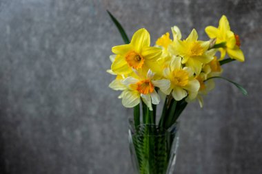 Sarı nergis çiçekli panoramik grunge arka plan. Karanlık bir arka planda nergis çiçekli desen. Kopya alanı ile geniş açı web pankartı modellemesi.