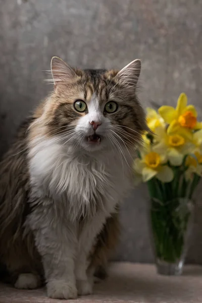 Belo Gato Cabelos Longos Com Peito Branco Grandes Olhos Verdes — Fotografia de Stock