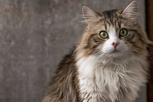 Beautiful Long Haired Cat White Chest Big Green Eyes Pink — ストック写真