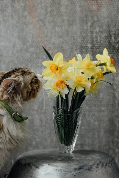 Portrait Tabby Cat Sits Bouquet Yellow Flowers Looks Daffodil Flower — ストック写真
