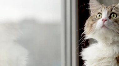 Güzel kedi, balkonun penceresinden dışarı bakar. yakın plan