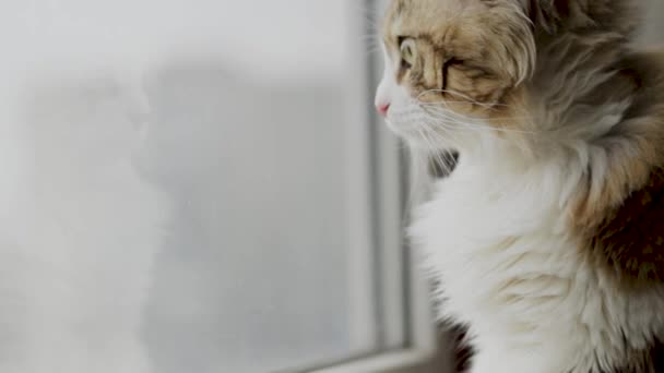 美しい猫は興味を持ってバルコニーの窓から外を見る。閉鎖 — ストック動画