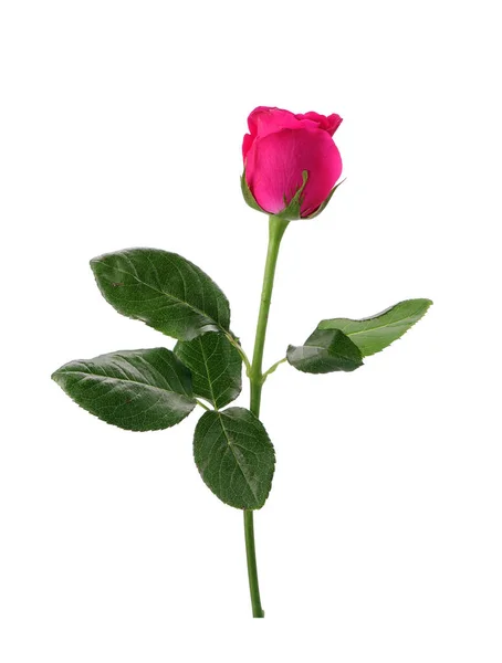 Czerwona Róża Odizolowana Białym Tle Róża Walentynkowa — Zdjęcie stockowe
