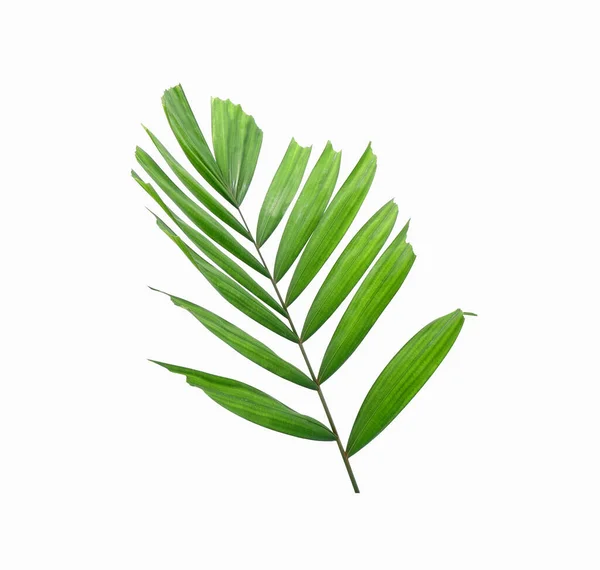Liść Palmy Tropikalnej Izolowany Białym Tle Liść Palmowy Zielony Liść — Zdjęcie stockowe