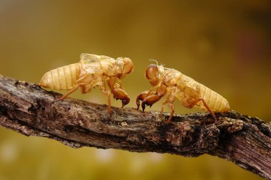 Ağustos Böceği yaz mevsiminde ormanda deri değiştiriyor. Kopyalama alanı ile seçmeli odak