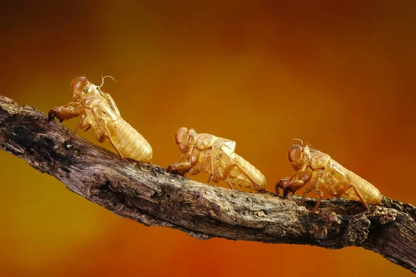 Cicada Ömsning Tropisk Skog Sommarsäsongen Selektivt Fokus Med Kopieringsutrymme — Stockfoto