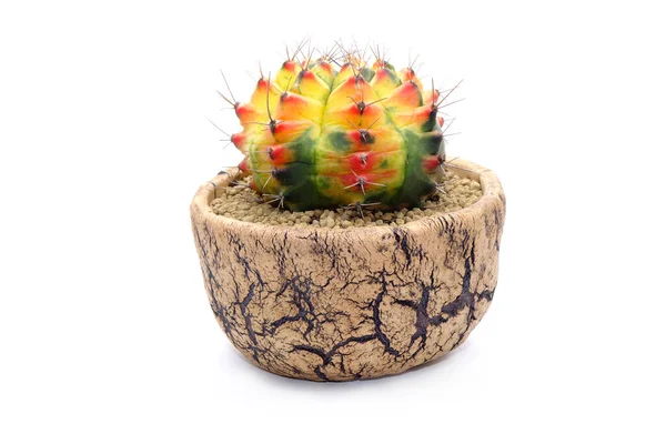Cactus Colorato Gymnocalycium Mihanovichii Variegata Isolato Fondo Bianco Cactus Lunare — Foto Stock