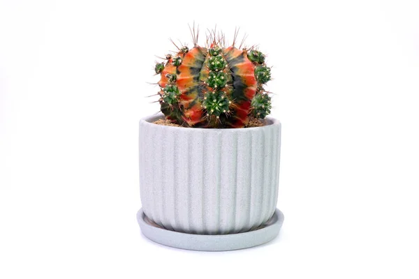 Cactus Colorato Gymnocalycium Mihanovichii Variegata Isolato Fondo Bianco Cactus Lunare — Foto Stock
