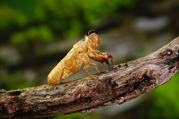 Cicada Vedlés Trópusi Erdőben Nyári Szezonban Szelektív Fókusz Másolási Hellyel — Stock Fotó