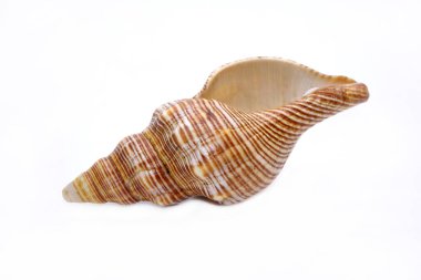 Beyaz arka planda deniz kabuğu izole. Deniz kabuğu