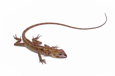 Beyaz arkaplanda yaygın bahçe kertenkelesi