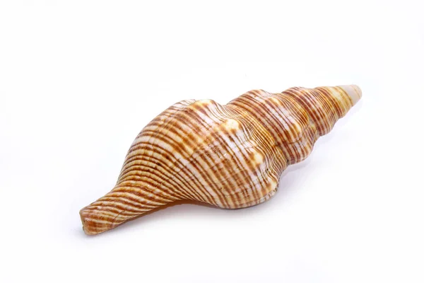 Seashell Izolované Bílém Pozadí Mořská Mušli — Stock fotografie