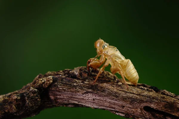 Cicada Molting Tropical Forest Summer Season Selective Focus Copy Space — Stock Photo, Image