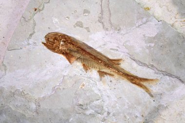 Fosil: Liaoxi Çin 'den gelen Lycoptera Fosili, bugün Çin' de Jurasik 'ten Kretase Dönemi' ne kadar yaşadı.