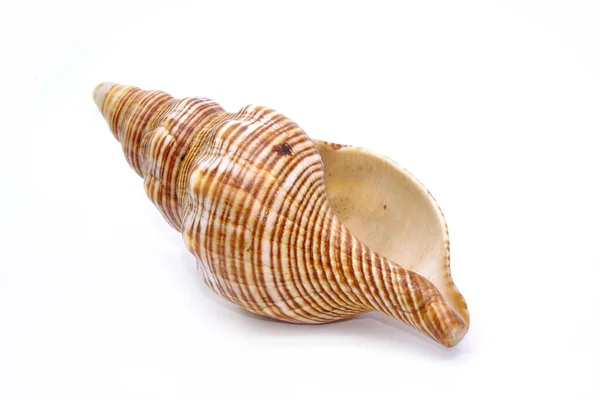 Seashell Isolated White Background Sea Shell — Stock Photo, Image