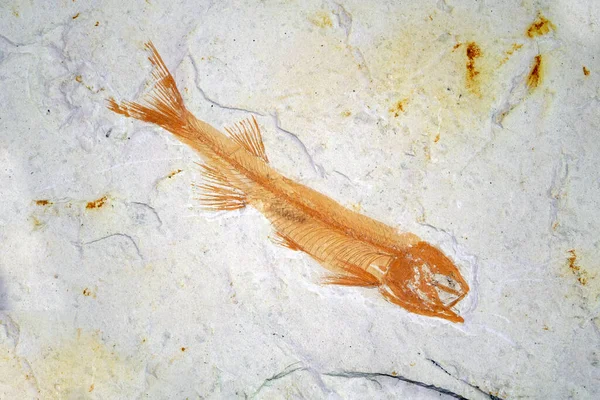 Fossil Lycoptera Rybí Fosílie Liaoxi Číny Její Žil Pozdní Jurské — Stock fotografie