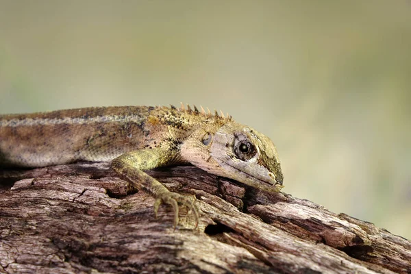 Lézard Jardin Commun Muant Sur Arbre Saison Estivale Lézard Dépouille — Photo