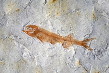 Fosil: Liaoxi Çin 'den Lycoptera Fish fosili, Jurassic' in sonlarından Kretase dönemlerine kadar yaşadı. Balık fosili