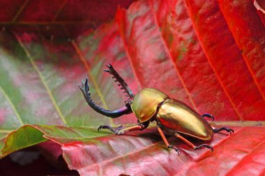 Sawtooth Beetle (Lamprima adolphinae), Yeni Gine ve Papua 'da bulunan bir erkek geyik böceği türüdür. Altın metalik renk böceği. Güzel böcekler.