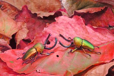 Sawtooth Beetle (Lamprima adolphinae), Yeni Gine ve Papua 'da bulunan bir erkek geyik böceği türüdür. Altın metalik ve yeşil renkli metalik böcekler. Güzel böcekler.