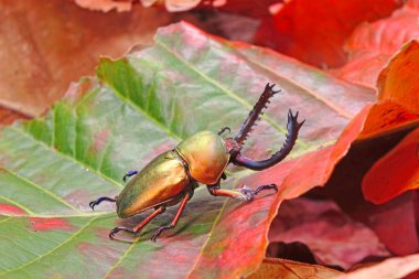 Sawtooth Beetle (Lamprima adolphinae), Yeni Gine ve Papua 'da bulunan bir erkek geyik böceği türüdür. Güzel altın metalik renkli böcekler, seçici odak