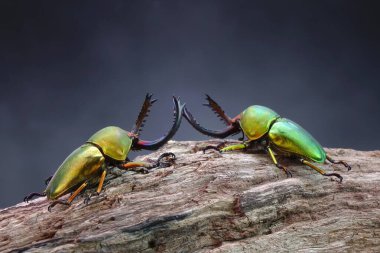 Sawtooth Beetle (Lamprima adolphinae), Yeni Gine ve Papua 'da bulunan bir erkek geyik böceği türüdür. Güzel altın ve yeşil metalik renkli böcekler, seçici odak