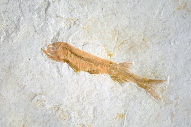 Fosil: Liaoxi Çin 'den Lycoptera Fish fosili, Jurassic' in sonlarından Kretase dönemlerine kadar yaşadı. Balık fosili