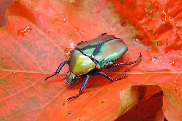 Escarabajo Flor Oro Rhomborhina Resplenders Naturaleza Enfoque Selectivo Escarabajo Dorado — Foto de Stock