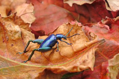 Tayland 'ın tropikal ormanlarında kurbağa bacaklı böcekler veya yaprak böcekleri (Sagra femorata). Yanardöner metalik renklere sahip dünyanın en güzel böceklerinden biri. Seçici odak