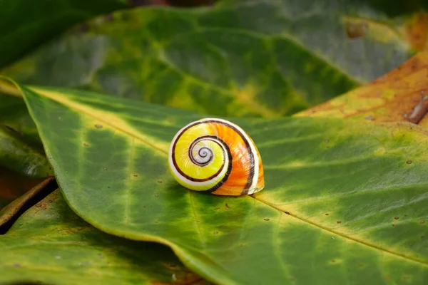 Kubanische Schnecke Polymita Picta Eine Der Weltweit Schönsten Landschnecken Kubas — Stockfoto