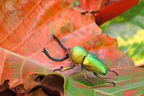 树齿甲虫 Lamprima Adolphinae 是在新几内亚和巴布亚发现的一种鹿科甲虫 漂亮的绿色金属色甲虫 精选焦点 — 图库照片
