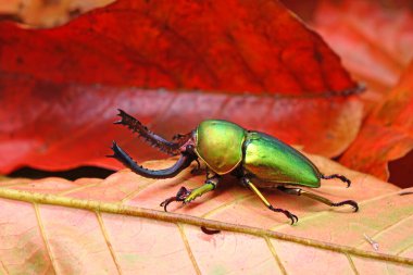 Sawtooth Beetle (Lamprima adolphinae), Yeni Gine ve Papua 'da bulunan bir erkek geyik böceği türüdür. Güzel yeşil metalik renkli böcekler, seçici odak