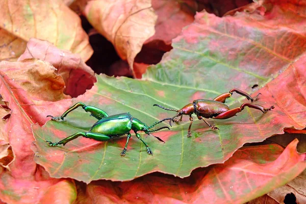 Escarabajo Escarabajos Patas Rana Escarabajos Hojas Sagra Femorata Bosque Tropical — Foto de Stock