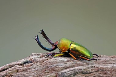 Sawtooth Beetle (Lamprima adolphinae), Yeni Gine ve Papua 'da bulunan bir erkek geyik böceği türüdür. Güzel altın metalik renkli böcekler, seçici odak          