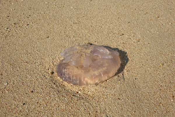 Jellyfish Beach Sea Storm Selective Focus — Stok fotoğraf